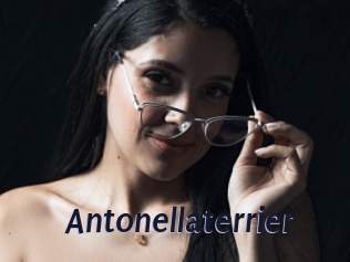 Antonellaterrier