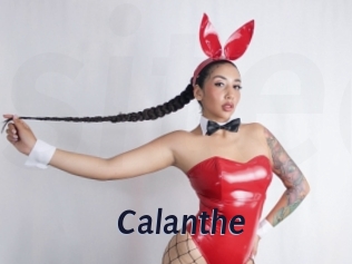 Calanthe