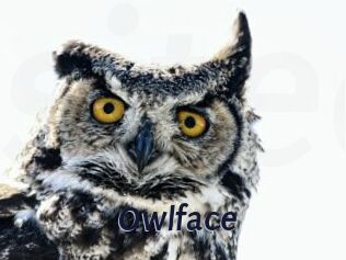 Owlface