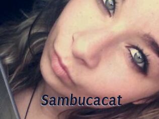 Sambucacat
